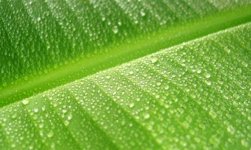 rain_drops_on_banana_leaf.jpg