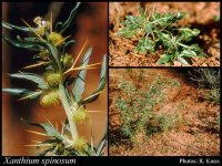 Xanthium spinosum- lorabase.dpaw.wa.gov.jpg