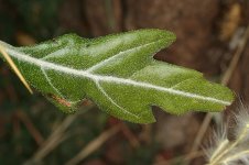 Xanthium spinosum leaf www.wnmu.edu.jpg