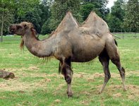 250px-Bactrian.camel.sideon.arp.jpg