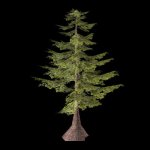 Fir tree like(files.turbosquid.com).jpg