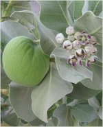 calotropis-procera.jpg