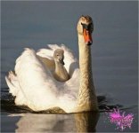 2010222-animals_19.jpg
