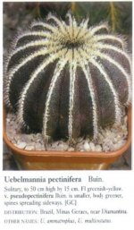 Cacti - The Illustrated Dictionary (1991) 2.JPG