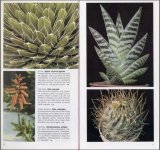 cactus-y-plantas.jpg