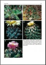 Coriphantha-Cacti of Mexico & Soutern USA 2.jpg