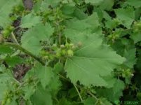 Xanthium strumarium1-iowaweedcommissioners.jpg