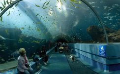 georgia_aquarium_05.jpg