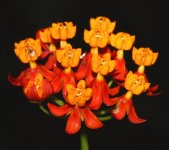 Asclepias curassavica.jpg
