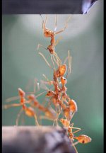 ant-bridge.jpg