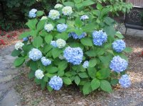 Hydrangea macrophylla3.jpg