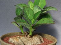 Succulent mm (2).jpg