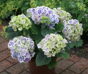 hydrangea_macrophylla_bavaria_2.jpg