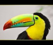 toucan-bird-nature-fly-bill-colorful-10-300x258.jpg