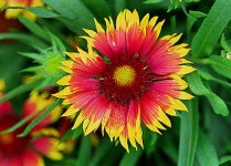 gaillardia_grandiflora_dwarf_goblin2.JPG