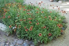 Gaillardia_grandiflora.jpg