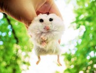 tiny-adorable-animals1.jpg