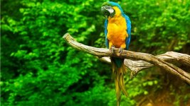 Macaw-parrot-wallpaper-in-1366x768-resolution-free-wallpapers-download.jpg