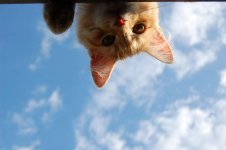 cat_in_the_sky.jpg