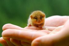 tiny-adorable-animals10.jpg