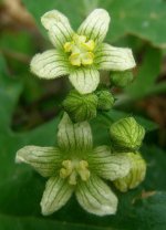 433px-Bryonia-dioica-White-bryony-20100606a.JPG