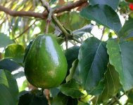 avocado-cameroon579.jpg