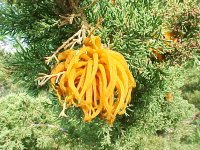 cedar_apple_rust_-_cedar_galls_3.jpg