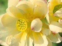 flowers1_%20(11).jpg