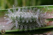 1268545153unusual_crawlers_09.jpg