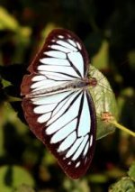 134932-common-wanderer-male.jpg