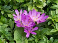 Colchicum_autumnale_01.jpg