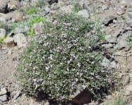 Thymus_vulgaris1.jpg