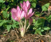 colchicum_autumnale.jpg