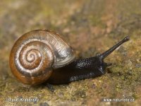 snail-0209.jpg