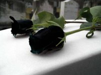 resized-co219360[1].jpg