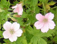 Geranium-Rose-Clair.jpg