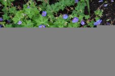 Geranium_maculatum-761980FF46.jpg