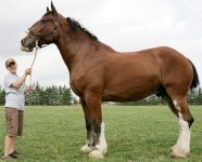 tallest-horse_1491224i.jpg