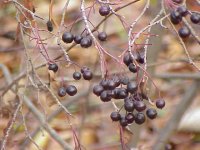 Abirritant plant -Aronia_prunifolia wikimedia.jpg