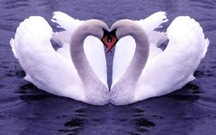 Birds HD Wallpapers_Downloadha (8).jpg