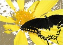 graphic-design-butterfly.jpg