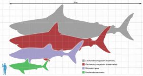 Megalodon_scale1.jpg