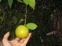 IMG_0054_resize.jpg