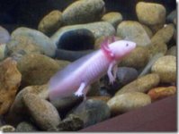 fish-with-hands3-thumb.jpg
