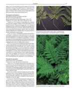 Encyclopedia of Garden Ferns 2.jpg