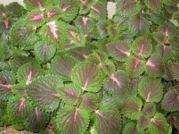 IMG_0048_resize.jpg