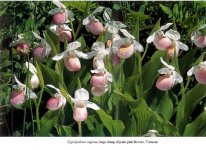 Wild Orchids Across North America.jpg