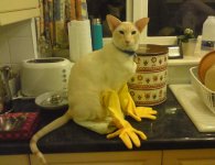 dennis_lolgloves_small.jpg