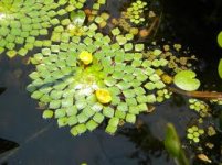 Ludwigia sedoides 10.jpg