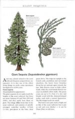 Illustrated_Book_of_Trees_hungraphics 2.jpg